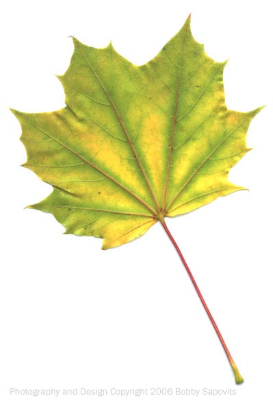 Fall Leaf